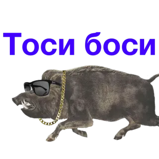 🤘 Тоси Боси jabalí, animal, gafas de sol, cadena de oro, cerdo salvaje telegram sticker