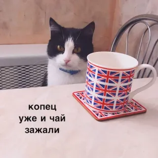 котеки @avekovalenko whatsapp stickers