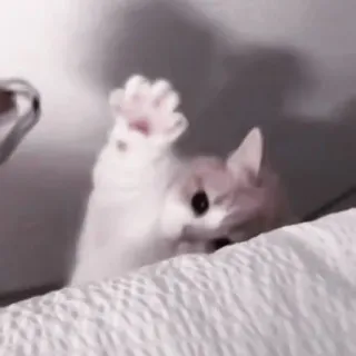 💗 кот, котенок, милый, животное, питомец, играет, лапа, белый telegram sticker
