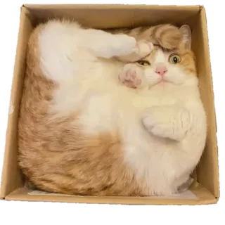 😸 kot, pudełko, zwierzę, zwierzak, słodki, śmieszny, kociak telegram sticker