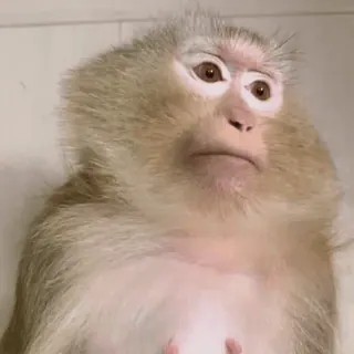 😀 macaco, animal, primata, fofo, vida selvagem whatsapp sticker