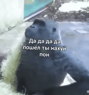 😠 Да да да да
пошёл ты нахуй
пон กอริลลา, สัตว์, สวนสัตว์, ดูถูก, หยาบคาย whatsapp sticker
