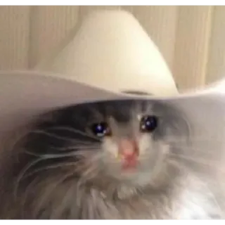 😢 кот, ковбойская шляпа, плачущий, мем, грустный, животное telegram sticker