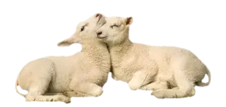🐑 양, 동물, 양, 귀여운, 새끼 동물 telegram sticker