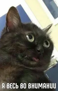 🙂 Я весь во внимании kot, mem, rosyjski, czarny kot, uwaga telegram sticker