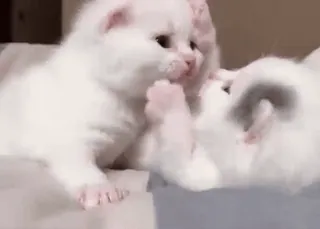 🐈 kitten, cat, white cat, animal, pet, cute telegram sticker