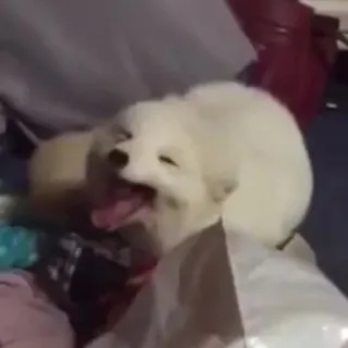 😂 animale, cane, bianco, lingua, animale domestico, carino telegram sticker