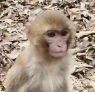 🤯 monkey, animal, wildlife, mammal, primate whatsapp sticker