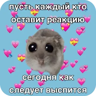 🧸 sad hamster пусть каждый кто оставит реакцию сегодня как следует выспится whatsapp sticker