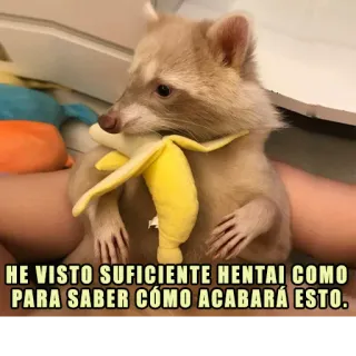 🍌 HE VISTO SUFICIENTE HENTAI COMO PARA SABER CÓMO ACABARÁ ESTO. rakun, pisang, hentai, meme, binatang, lucu whatsapp sticker