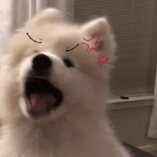 😡 perro, enojado, samoyedo, lindo, mascota telegram sticker