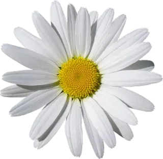 🌸 Blume, Gänseblümchen, Weiß, Natur, Pflanze whatsapp sticker