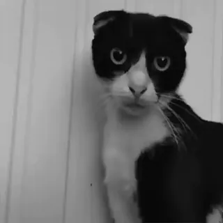 😭 chat, animal de compagnie, animal, noir et blanc whatsapp sticker