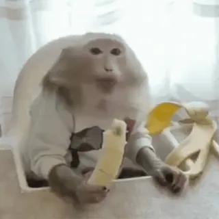 😋 singe, animal, banane, primate whatsapp sticker