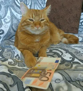 💵 gato, dinheiro, euro, animal de estimação, gato laranja, animal doméstico whatsapp sticker