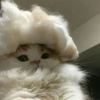 🪐 cat, pet, animal, cute, fluffy, white, funny, hat telegram sticker