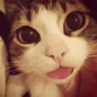 🤩 cat, kitten, cute, funny, blep, tongue, animal, pet telegram sticker