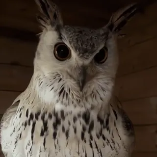 🦉 sowa, ptak, zwierzę, dzika przyroda, natura telegram sticker