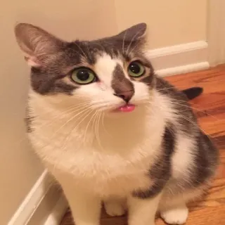🐱 gato, animal, mascota, animal doméstico, mamífero, lindo, gatito, lengua telegram sticker