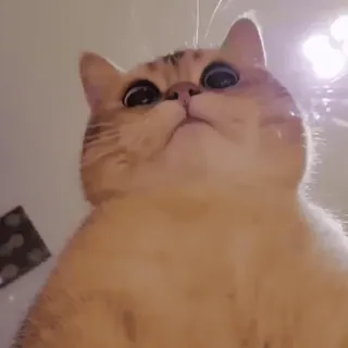 🌚 Katze, Kätzchen, Tier, Haustier, süß, Hauskatze telegram sticker
