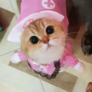 ☺️ кот, котёнок, питомец, костюм, медсестра, животное telegram sticker