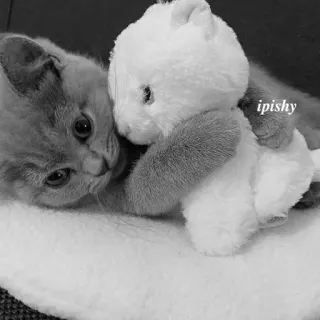 🕸 ipishy 猫, 毛绒玩具, 宠物, 可爱, 玩具, 小猫 telegram sticker