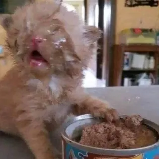 🤯 cat, kitten, food, messy, eating telegram sticker
