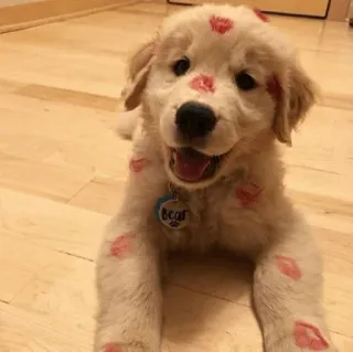 🏙 Hund, Welpe, Kuss, Lippen, süß, Golden Retriever whatsapp sticker