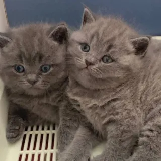 💘 Kätzchen, Katzen, Haustiere, Tiere, süß, graue Kätzchen, Britisch Kurzhaar telegram sticker