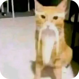 🐱 gatto, divertente, animale, animale domestico, gatto arancione, meme telegram sticker
