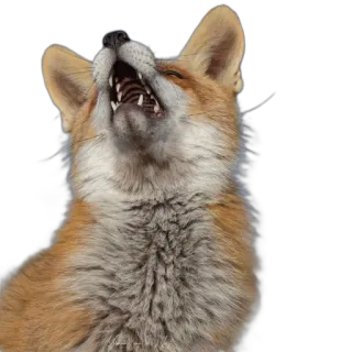 FopsButNoBackground telegram stickers