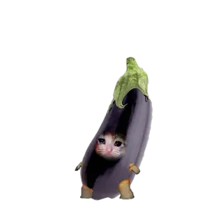 Котики - @Tg_stickersu whatsapp stickers
