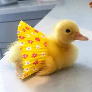 👗 patinho, pato, fofo, animal, amarelo telegram sticker