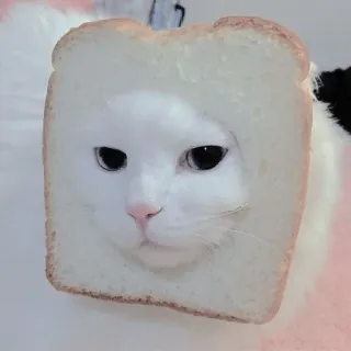 🐱 kucing, roti, lucu, hewan peliharaan, hewan, kucing putih, roti tawar, meme whatsapp sticker