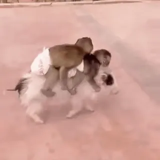 🐗 monkeys, dog, animals, ride, fun, cute whatsapp sticker