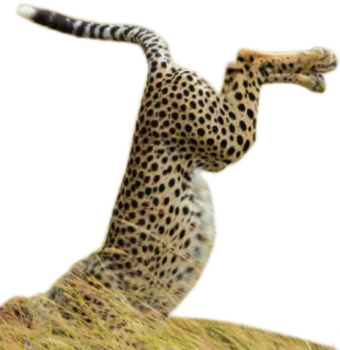 😭 cheetah, animal, wildlife, cat, spotted, nature whatsapp sticker