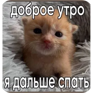 🖼 доброе утро я дальше спать whatsapp sticker