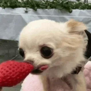 🐾 chihuahua, hund, erdbeere, haustier, süß, tier, essen telegram sticker