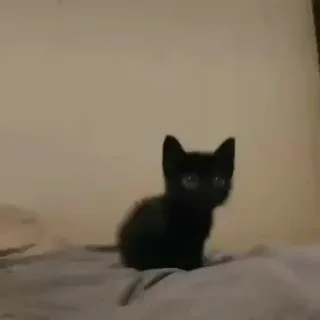 🐾 gato, gatito, gato negro, mascota, animal, felino, animal doméstico telegram sticker