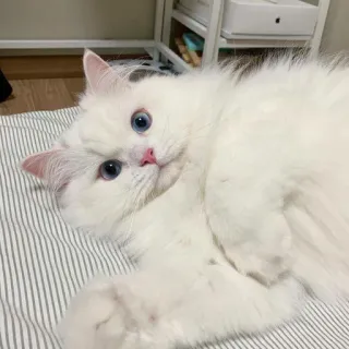 😳 chat, chat blanc, mignon, animal, animal de compagnie, yeux bleus, duveteux whatsapp sticker