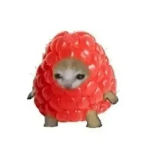 🕯 cat, raspberry, cute, fruit, meme, animal, funny whatsapp sticker