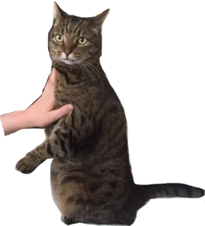 😤 cat, animal, pet, tabby cat, hand telegram sticker
