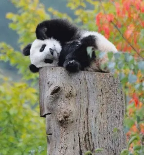 😔 panda, animal, cute, wildlife, sleepy, nature, tree stump telegram sticker