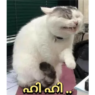 😂 ഹി ഹി .. cat, animal, meme, funny, laughing telegram sticker