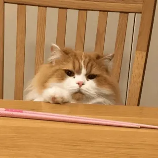 😐 cat, orange cat, longhair cat, domestic animal, animal, chopsticks, table telegram sticker