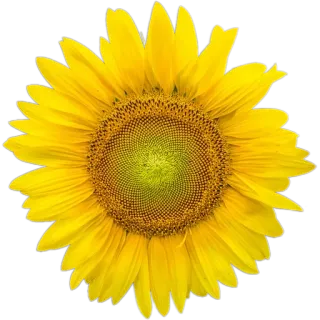 🌻 ทานตะวัน, ดอกไม้, สีเหลือง, ธรรมชาติ, พืช, บาน, ดอกไม้ telegram sticker