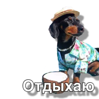 🥥 Отдыхаю dog, dachshund, summer, relaxation, coconut whatsapp sticker