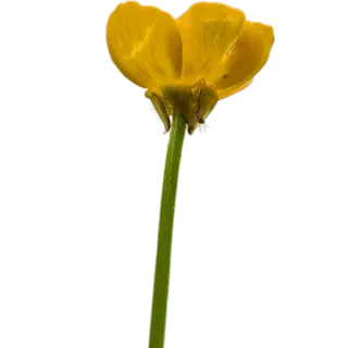 🌼 ดอกไม้, สีเหลือง, ธรรมชาติ, พืช, บาน telegram sticker