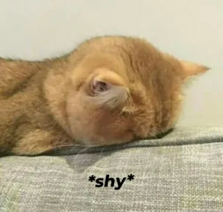 🍬 *shy* cat, shy, cute, animal, pet, domestic cat, orange cat, kitten whatsapp sticker