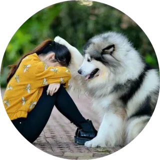 😍 girl, dog, pet, animal, sad, friendship telegram sticker